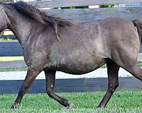 sabino-champion-stallion-horse