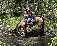 best-friend-mustang-horse