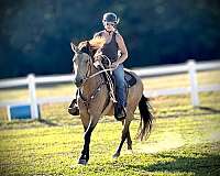 body-control-mustang-horse