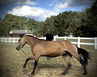 carts-mustang-horse
