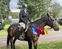 bay-showmanshi-horse
