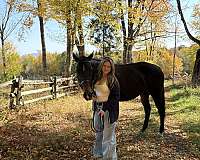 showmanshi-horse