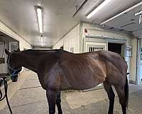 hunter-thoroughbred-horse