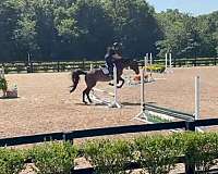 jumper-thoroughbred-horse