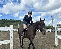english-thoroughbred-horse
