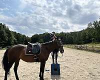 all-around-thoroughbred-horse