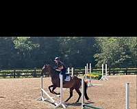 athletic-thoroughbred-horse