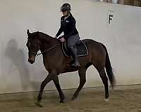 barrel-thoroughbred-horse