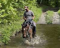 archery-mustang-horse