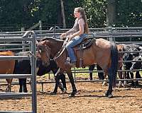 cash-mustang-horse