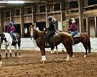 bridleless-mustang-horse