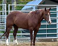 animals-mustang-horse
