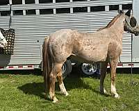 barrel-prospect-mustang-horse