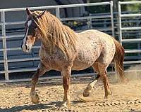 red-roan-lh-stocking-horse