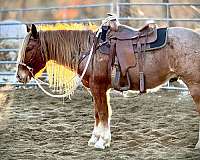 barrels-mustang-horse