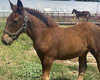 draft-horse