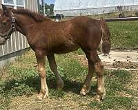 draft-horse-for-sale