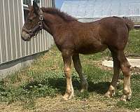 draft-filly