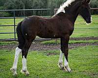 eventing-barock-pinto-horse