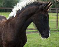 friesian-sporthorse-barock-pinto-horse