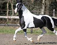 friesian-cross-barock-pinto-horse