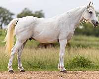 athletic-pony