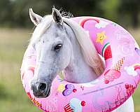 beginner-pony