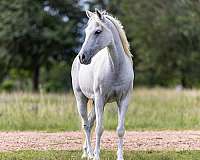 endurance-pony