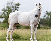 experienced-pony