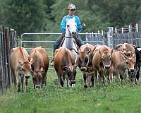 ranch-pony