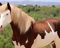 all-around-pony