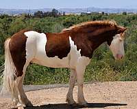 athletic-pony