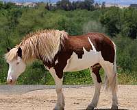 beginner-pony