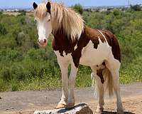 endurance-pony