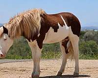 flashy-pony