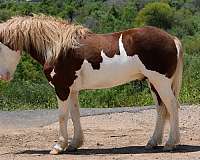 flaxen-mane-pony