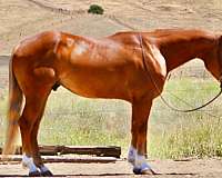 athletic-quarter-horse