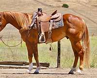 beginner-quarter-horse