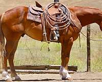 calf-roping-quarter-horse