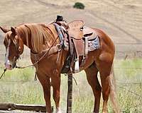 endurance-quarter-horse