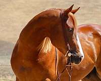 experienced-quarter-horse