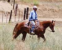 flashy-quarter-horse