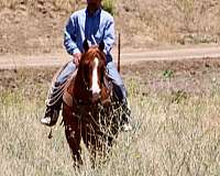 flaxen-mane-quarter-horse