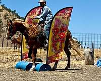 performance-quarter-horse