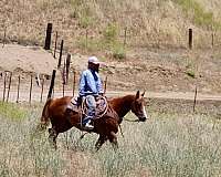 ranch-quarter-horse