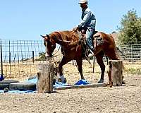 ranch-versatility-quarter-horse
