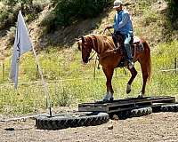 ranch-work-quarter-horse