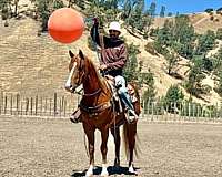 ridden-western-quarter-horse