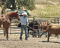 roping-quarter-horse