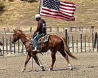 trail-quarter-horse
